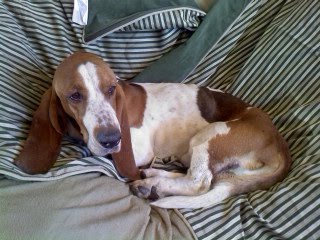 Copper's Recovery Tale