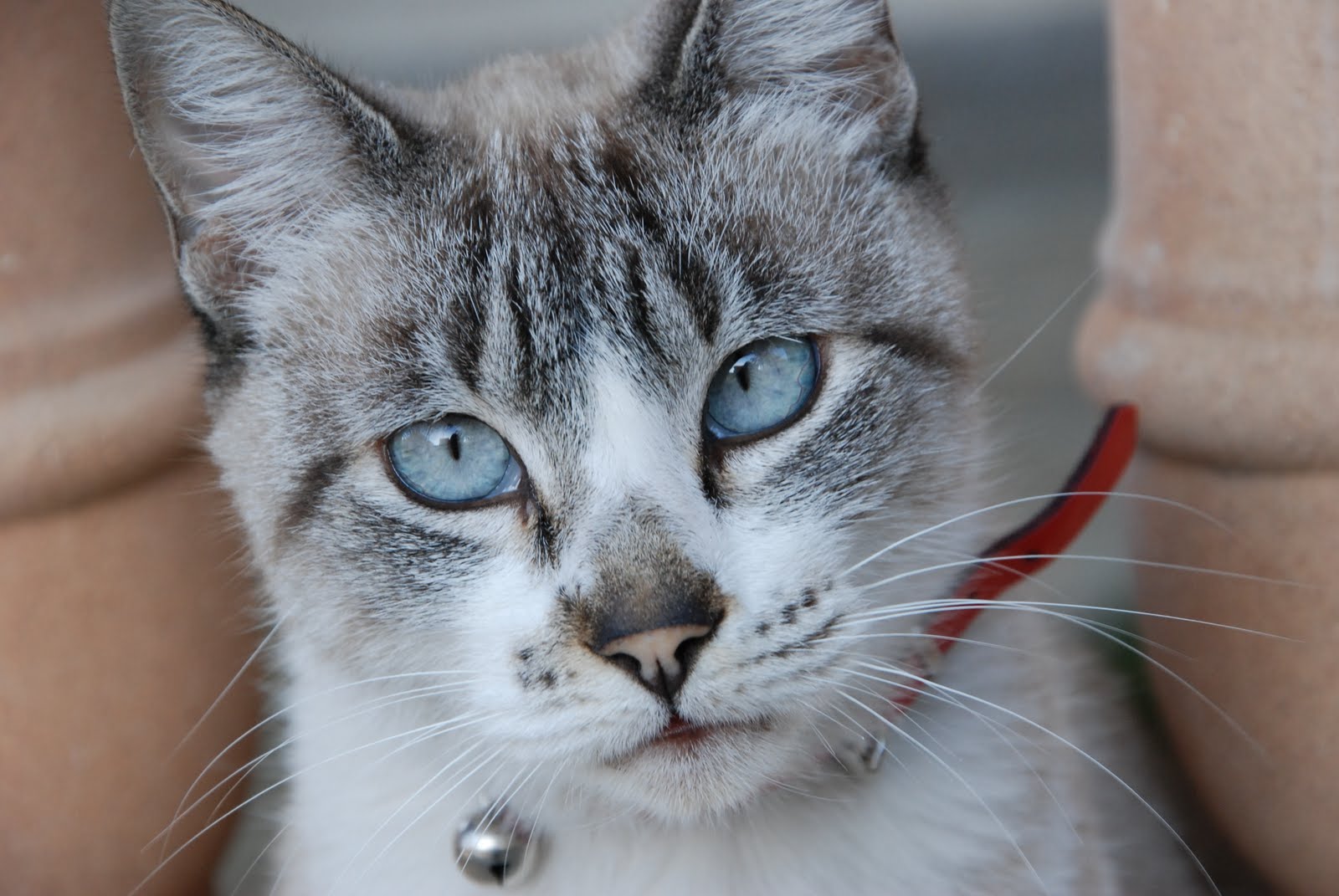 gato%20sin%20toque.JPG