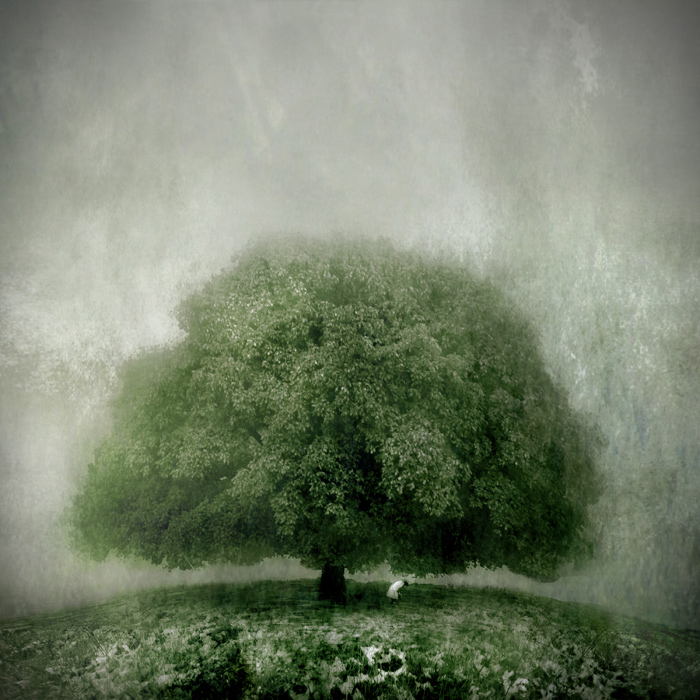 A CANARY'S DIARY Under The Greenwood Tree