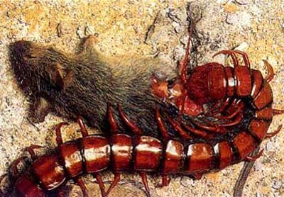 centipede1.jfif