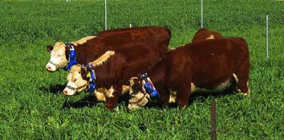 Cows wearing wear battery-powered collars