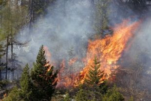 incendio forestal wemotaci mayo 2010
