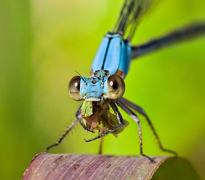 Digital Macro Insect Photography : 67 Images From Master Macro ...