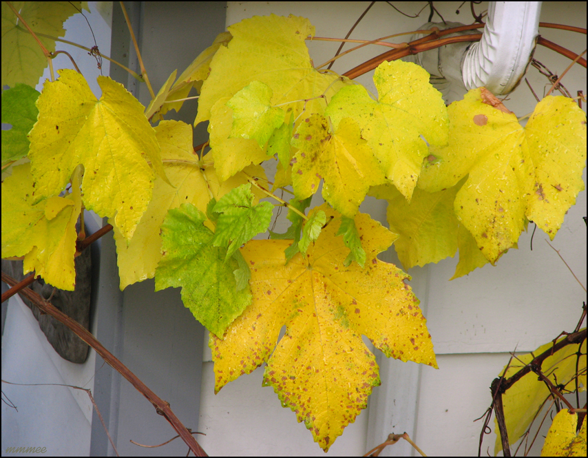 My Garden More November colors