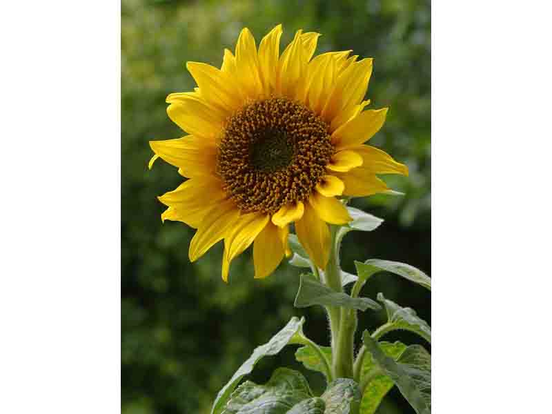 [A_sunflower.jpg]