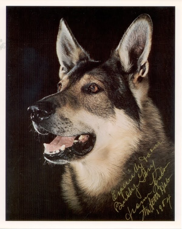 Kyrie the ISSA Shiloh Shepherd Chuck Eisenmann & The Littlest Hobo Tribute