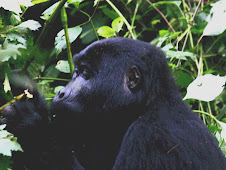 When I went to see the Mountain Gorillas