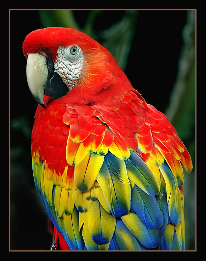 TIENDA DE ANIMALES: Papagallo..............................