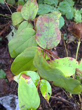 Hipiricão de folha larga, conhecido por Hipiricão do Gerês  - Hypericum androsaemum.