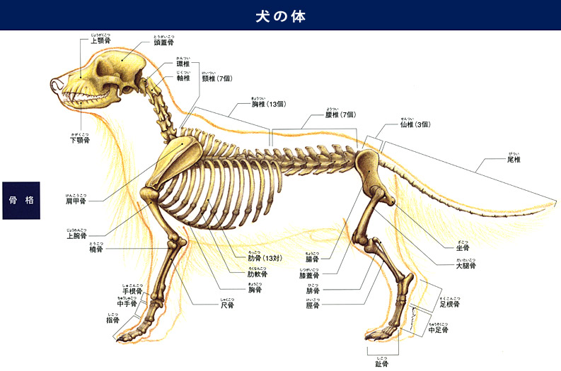 fancy memo 犬の体と内臓