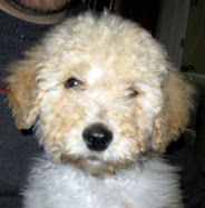 My grand dog Biscuit