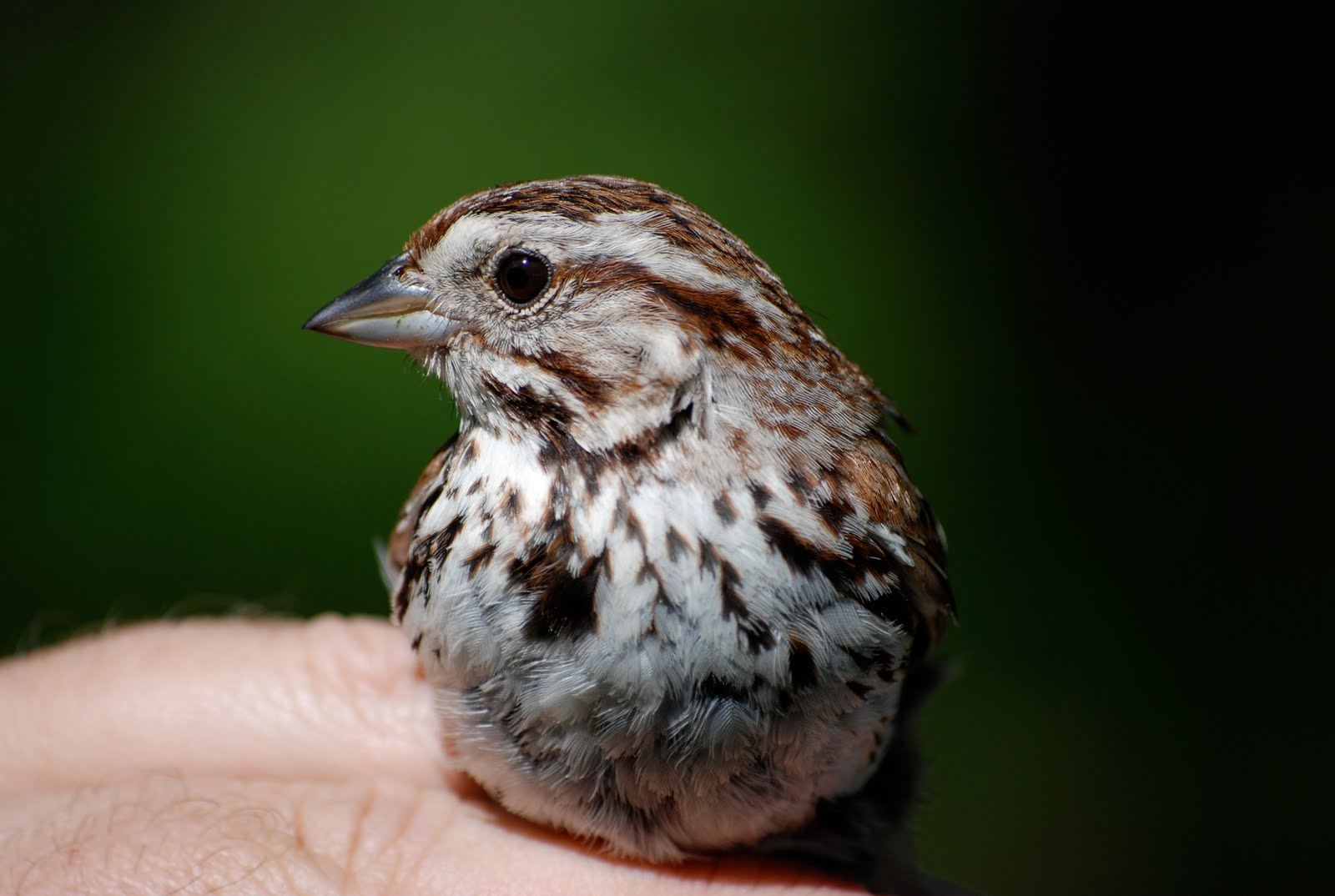 Minnesota Birdnerd Pictures from this Summer Sparrows