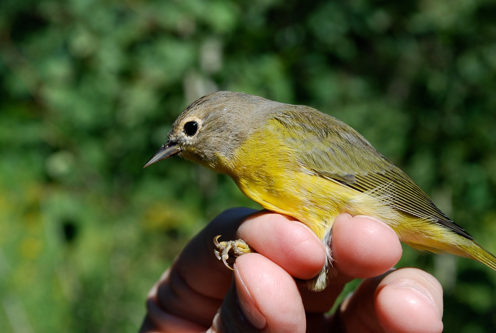 Minnesota Birdnerd Warblers Residents of Minnesota