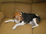 My Dog Family