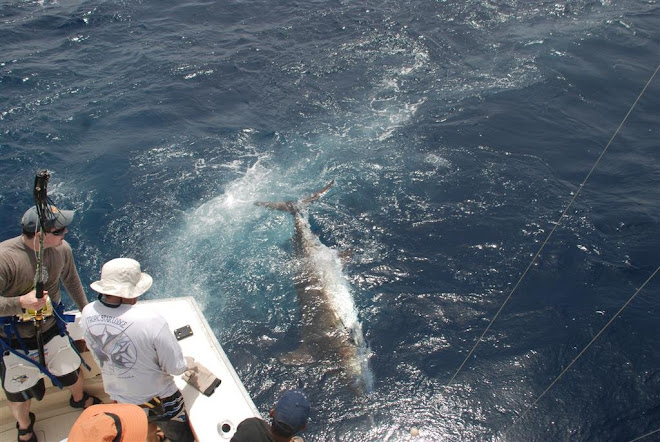 SVALLE PB BLUE MARLIN 385KG C&R