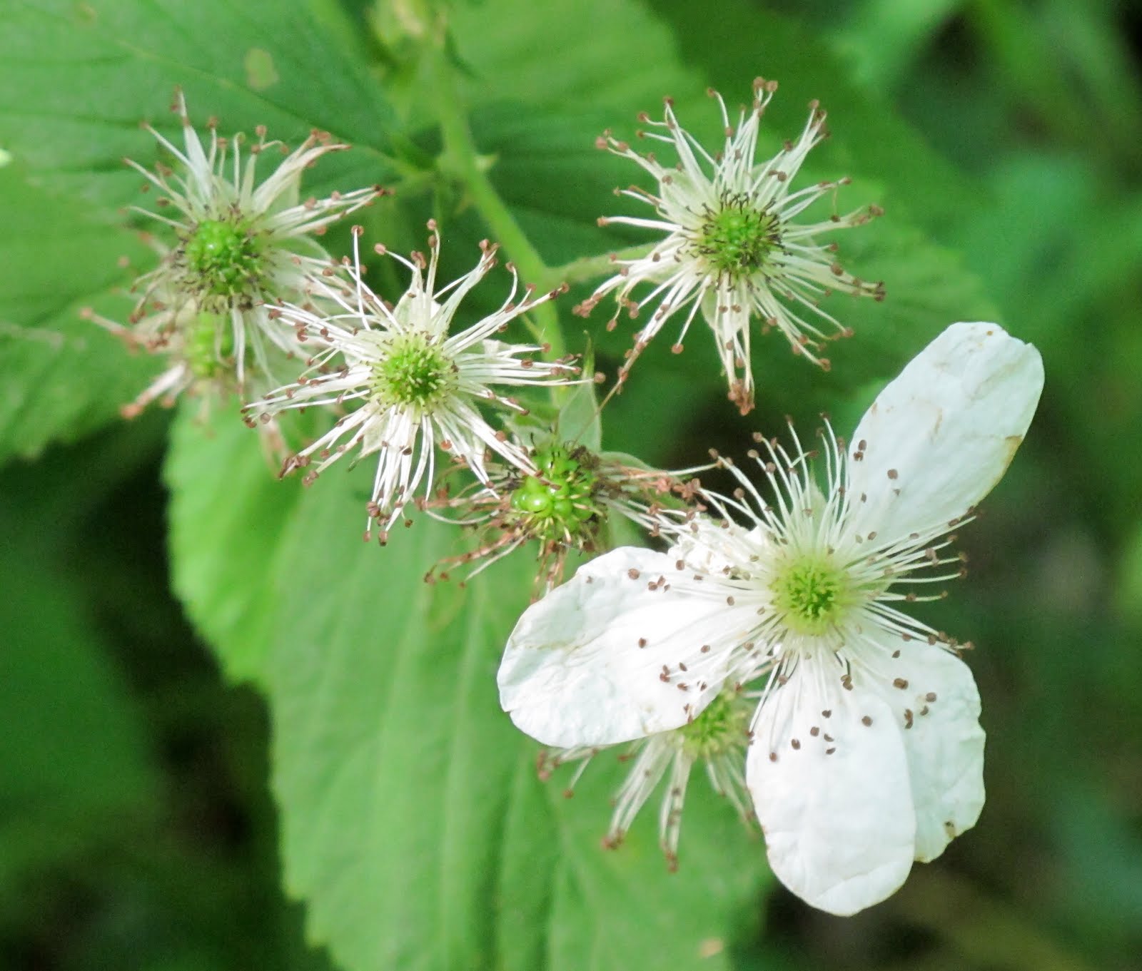Flight&hellip;.for the land Summertime Berries!