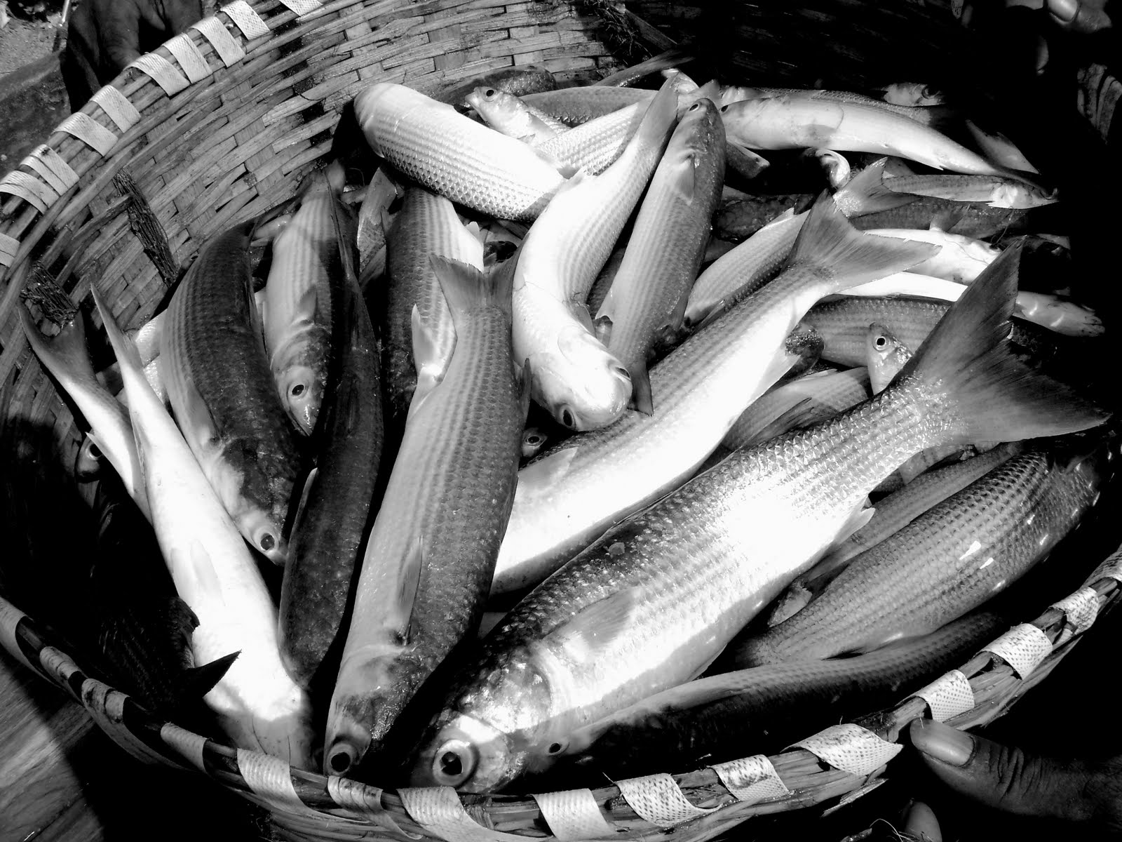 coastales: Pulicat lake - The million year old legacy