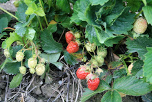 Jordgubbar/Erdbeeren