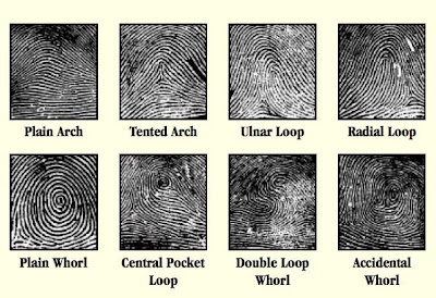 Human fingerprints - Wonkipedia