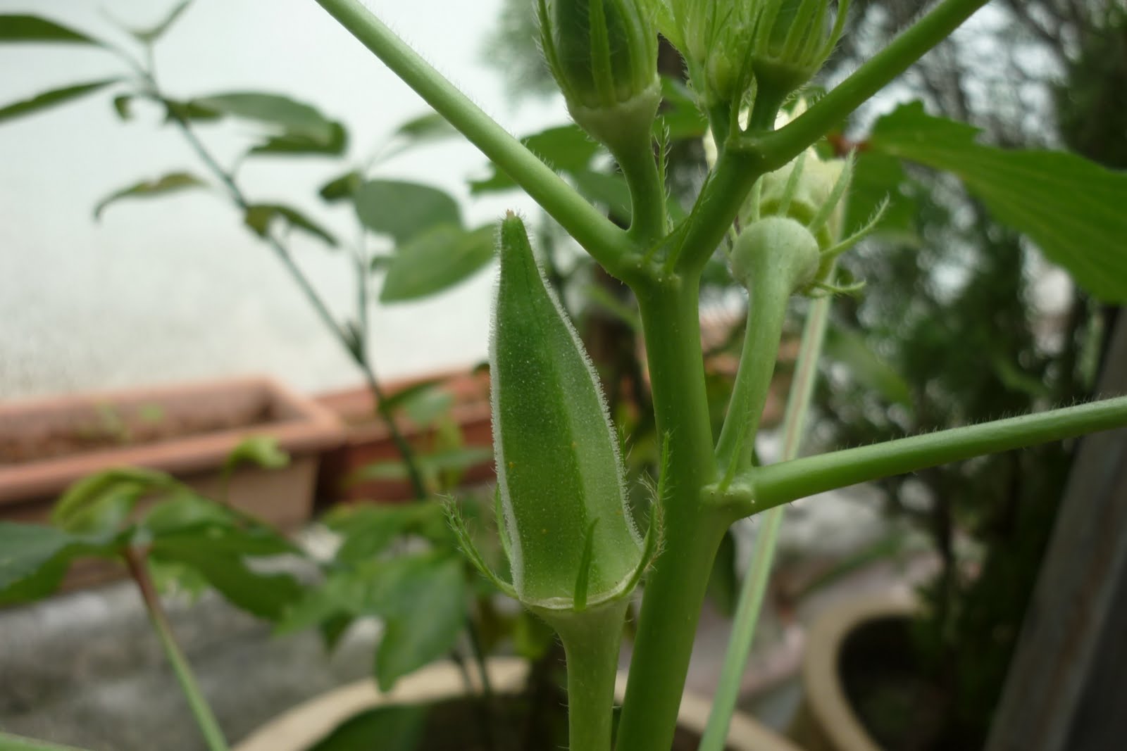 My Little Potted Garden Ladies Fingers