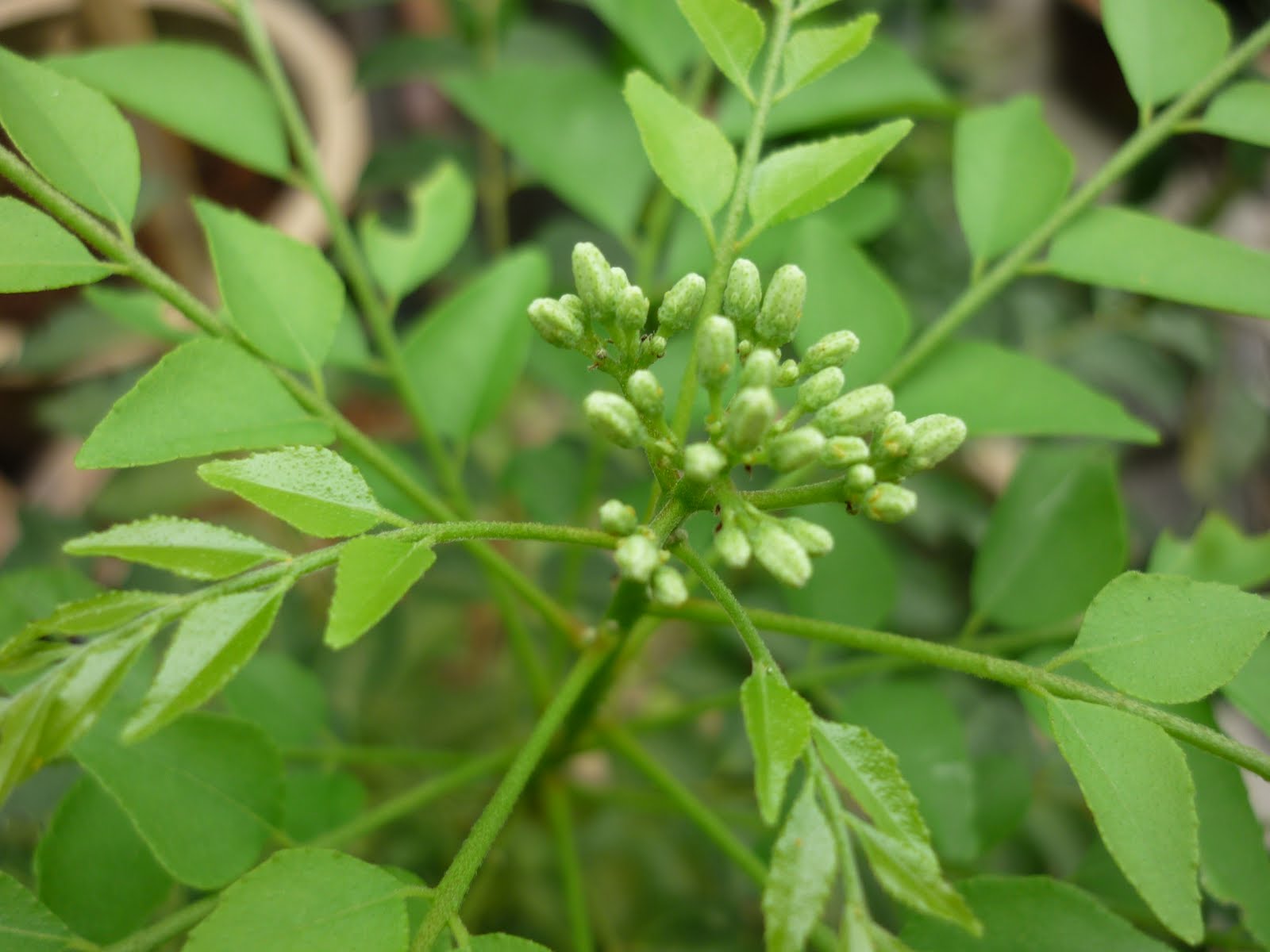 My Little Potted Garden Pretty Blooms From My Curry Leaves Plant