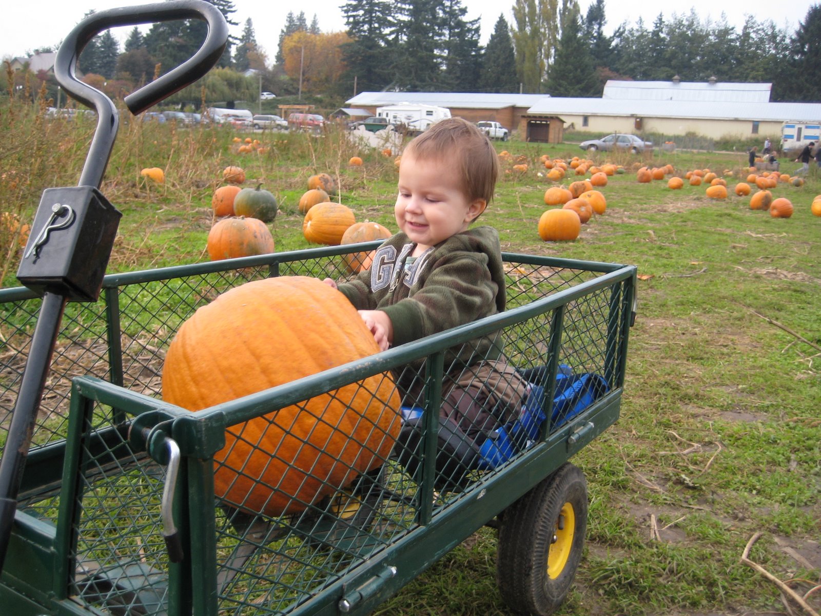 [william+pumpkins.JPG]