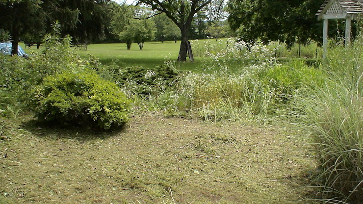 Clearing Leo's memorial garden