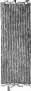 Micrograph showing 17 rod cell disks viewed edgewise. Center to center spacing is 30 nanometers.