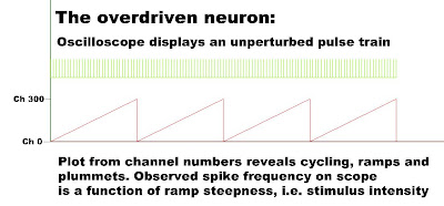 Overdriven neuron. Undetected sawtooth waveform underlies the steady spike stream.