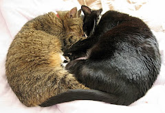 Billy and Chloe, who sadly died 4 months apart in 2011 aged 18 years