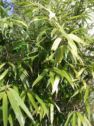 Bamboo in the Garden