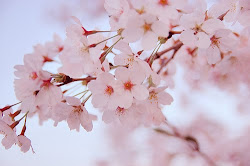 sakura cherry blossom blossoms belong base