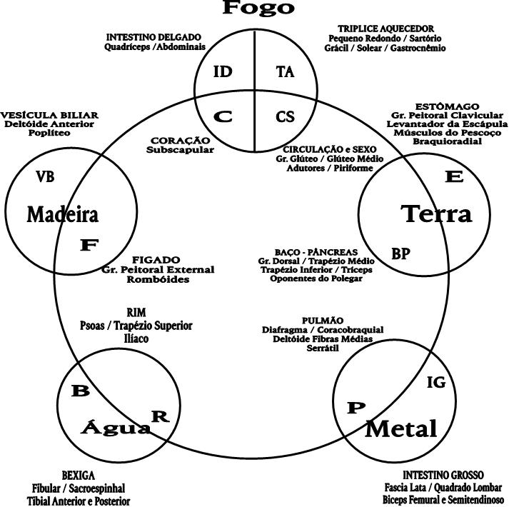 RODA DOS 5 ELEMENTOS E OS MÚSCULOS