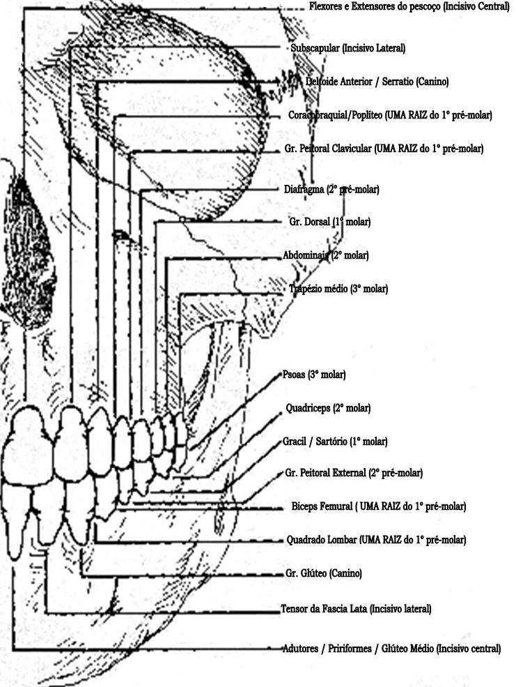 Dentes e Músculos