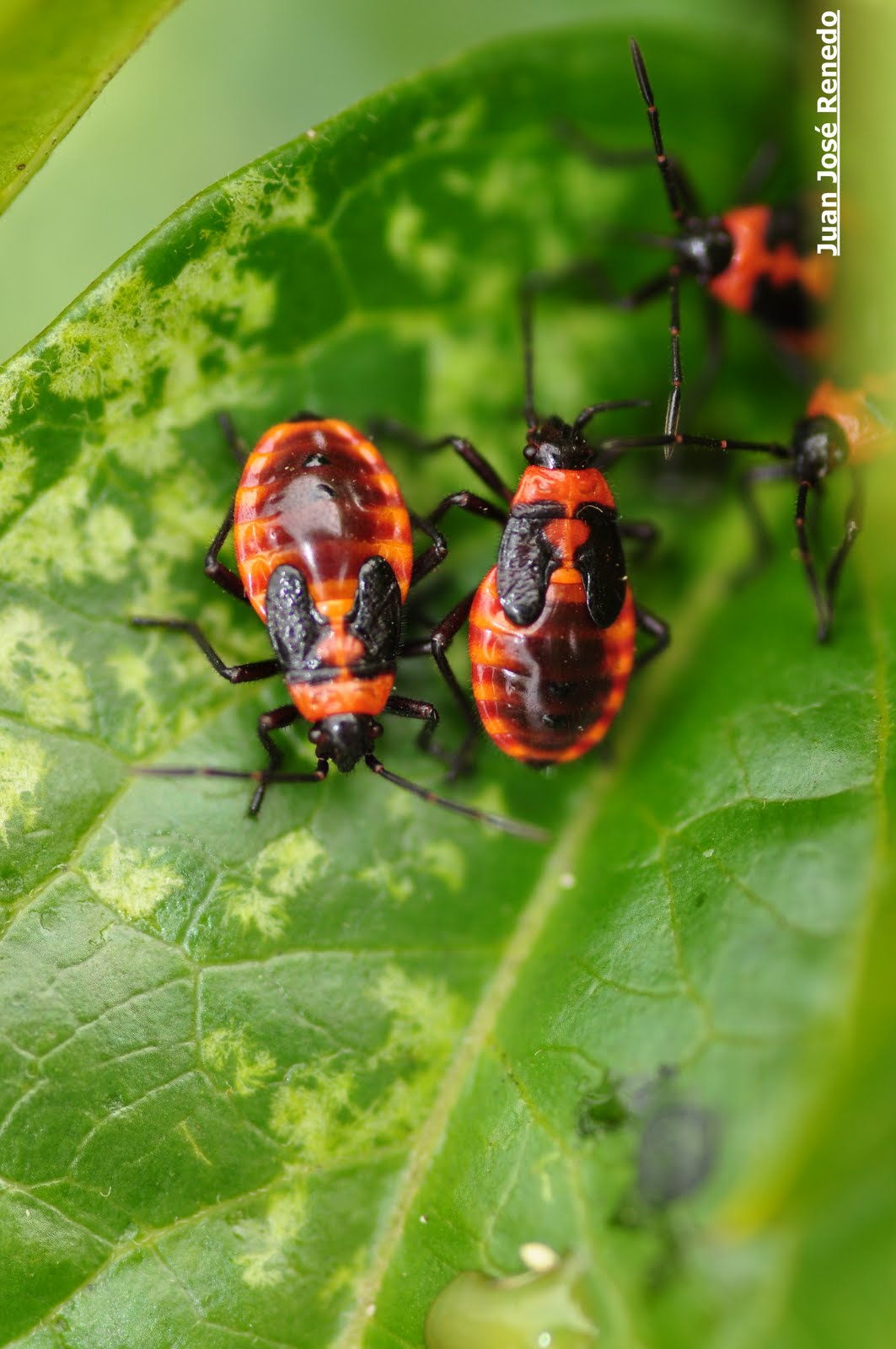 CANTABRIA, FOTOGRAFIA VIVA: Pequeños Insectos