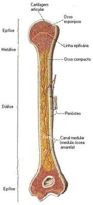  Osso longo - Osteoporose