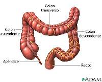 Intestino grosso