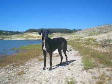 Our new big bad boy Shadow