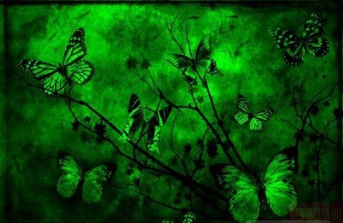 [emerald+green+butterflies.jpg]