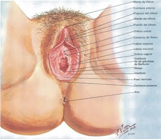 del clitoris Anatomia