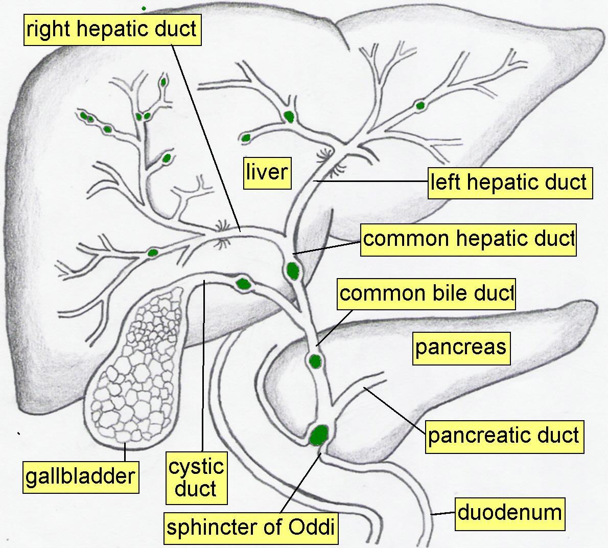 Diagram Of Liver Pancreas And Gallbladder Pictures Of Biliary System ...