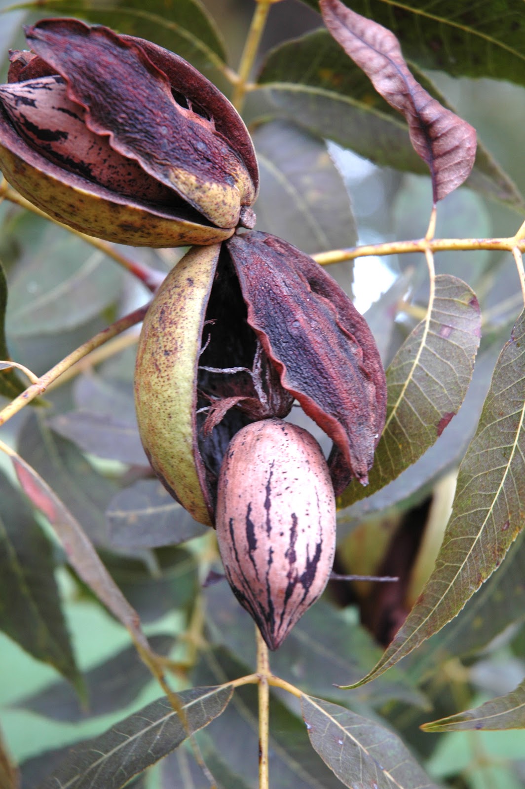 Northern Pecans Harvest!