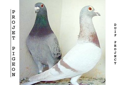 Projet Pigeon