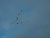 More geese...