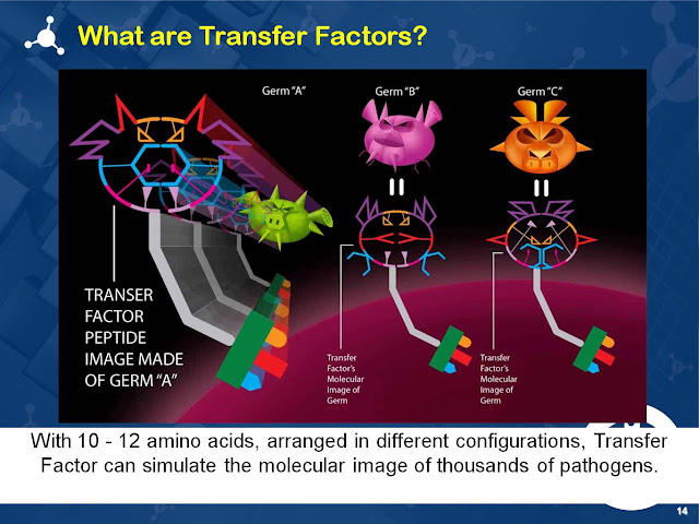 TRANSFER FACTOR 4 LIFE: What is TF