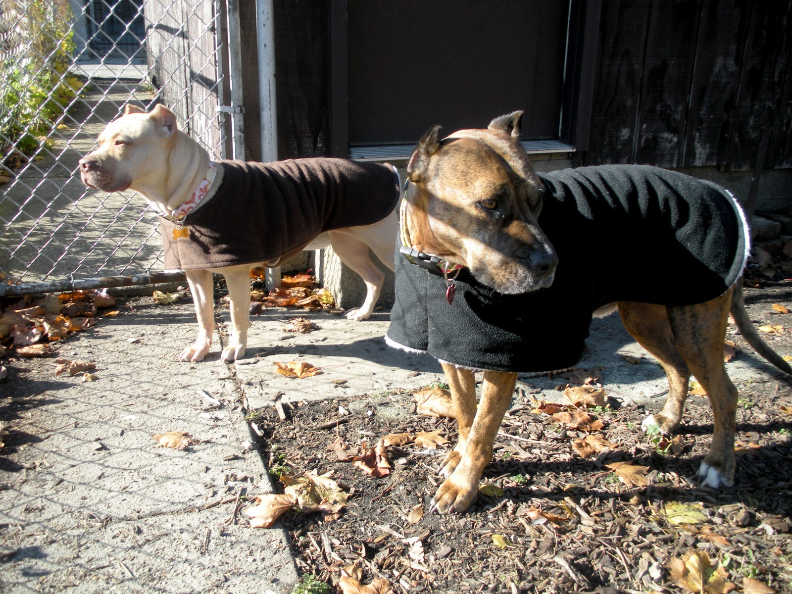 T2 My Life with Pit Bulls It's officially winter coat season!