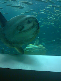 Spanish Sunfish in Denmark