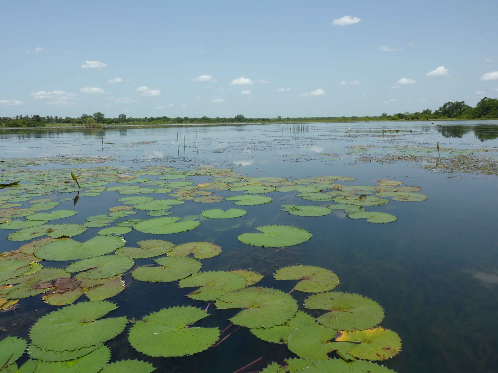 5 mois au Burkina Faso! Le lac de Tengrela et ses hippos!