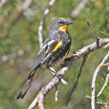 Audubon's Yellow-Rumped Warbler