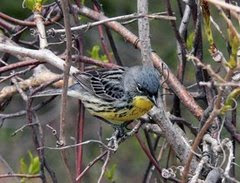 Kirtland's Warbler (Dendroica kirtlandii)